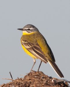 Lire la suite à propos de l’article Septembre et la migration des oiseaux